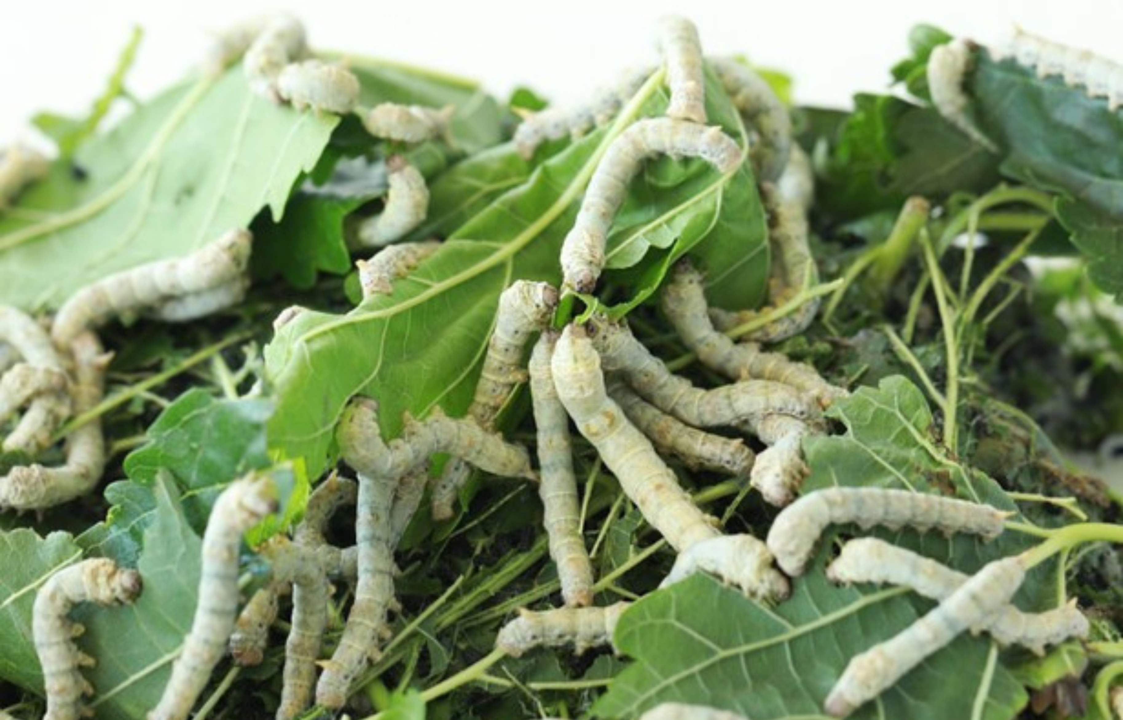 Dried Silkworm Pupae - 4lb Natural Protein Treat For Chickens, Reptiles & Fish
