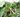 Why You Should Feed Your Reptile Silkworms!