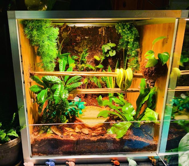 Bearded Dragon Tank Accessories Climbing Terrarium Plant Reptile