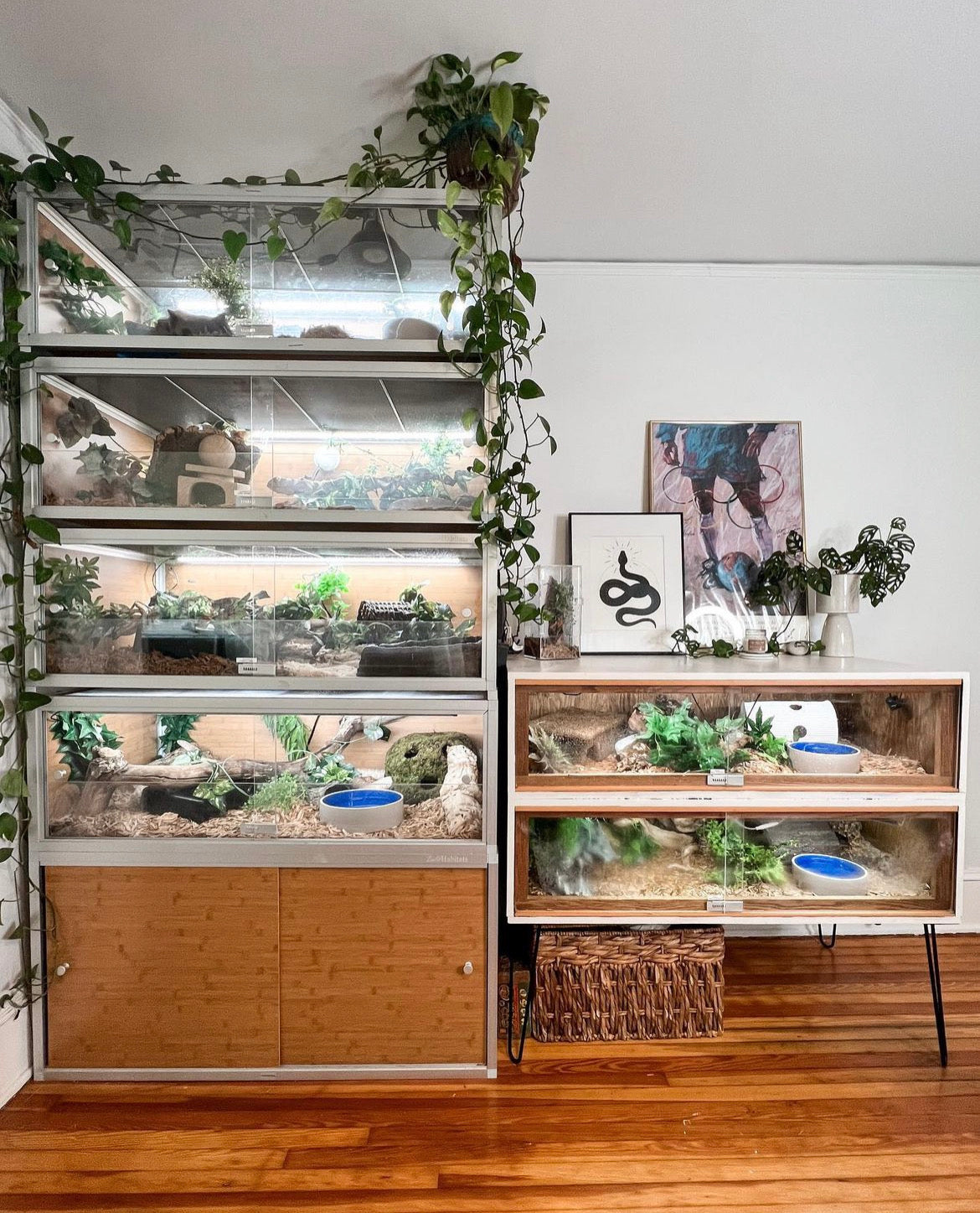 Are Zen Habitats Enclosures Worth It?