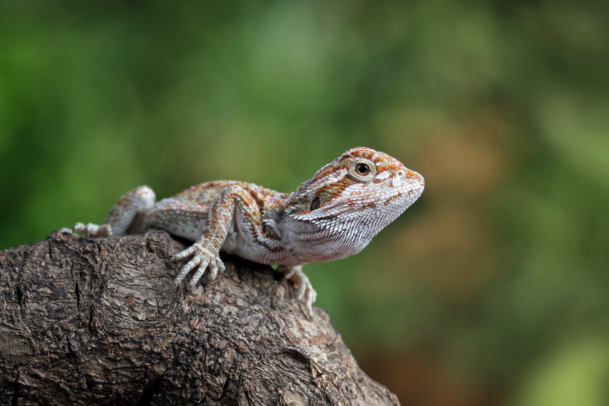 Baby Bearded Dragons | Top 5 Must Know Tips – Zen Habitats