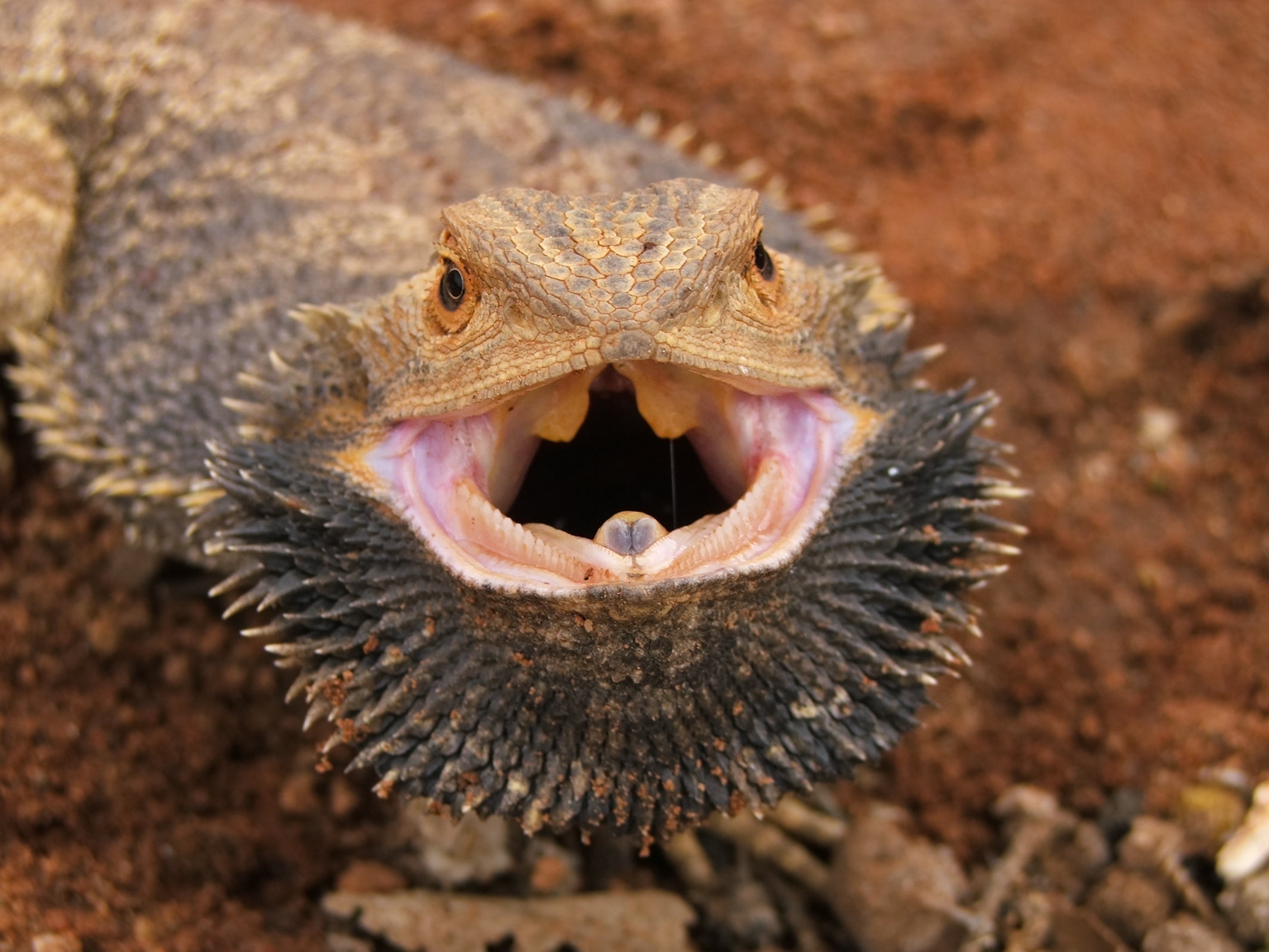 Why Is My Bearded Dragon's Beard Black? – Zen Habitats