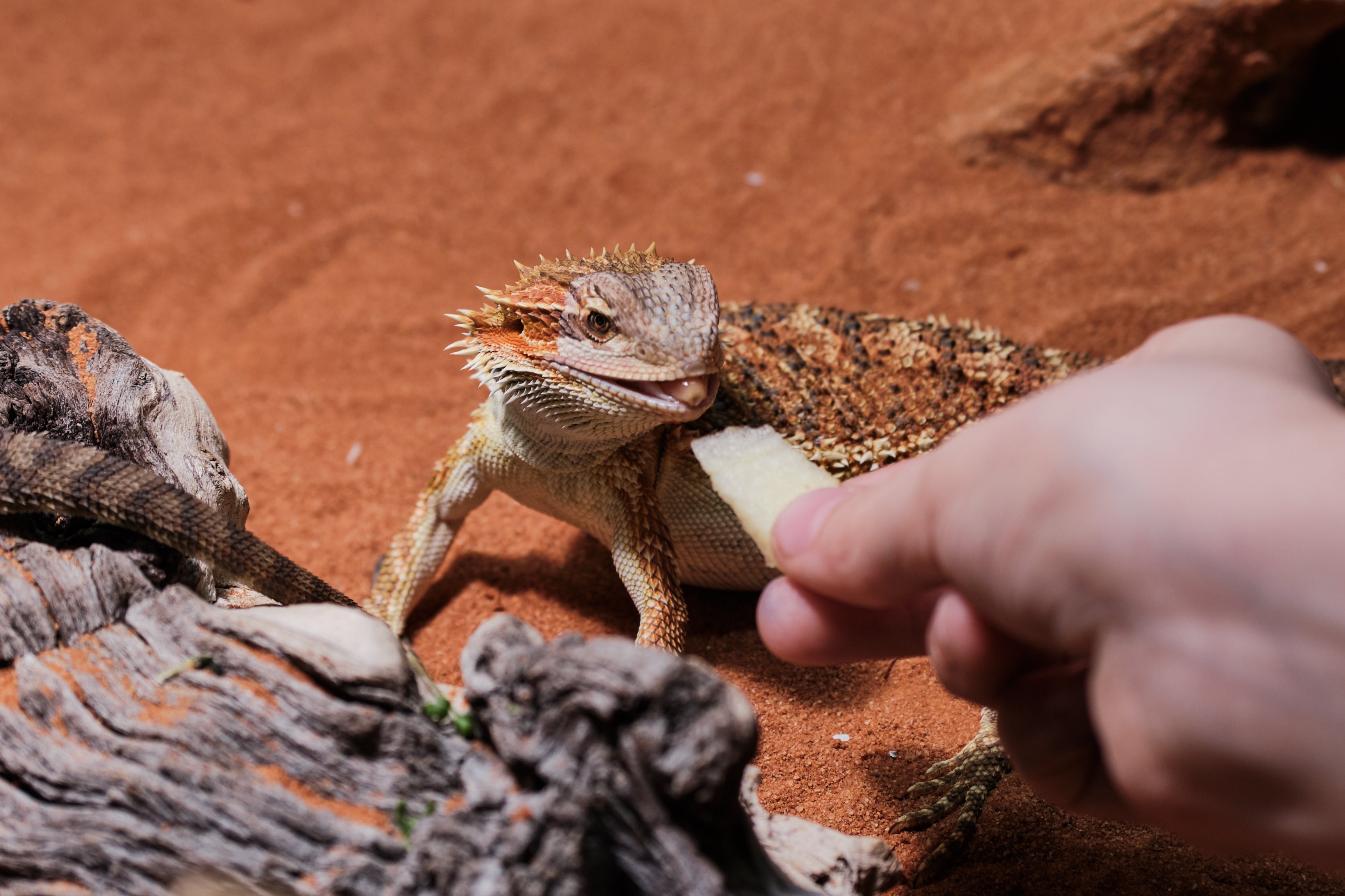 What Fruits Can Bearded Dragons Eat? | Zen Habitats