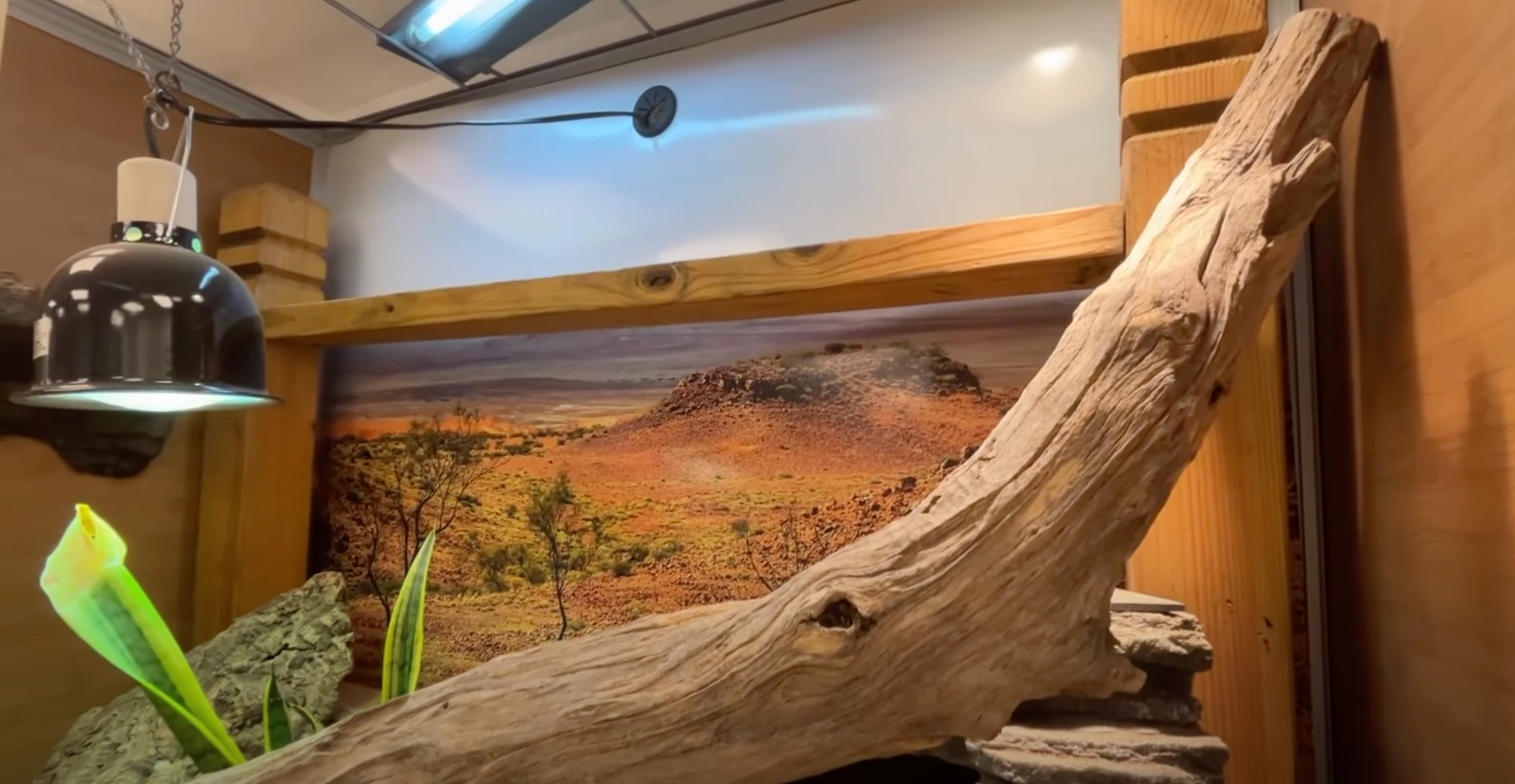 Naturalistic bearded dragon clearance enclosure