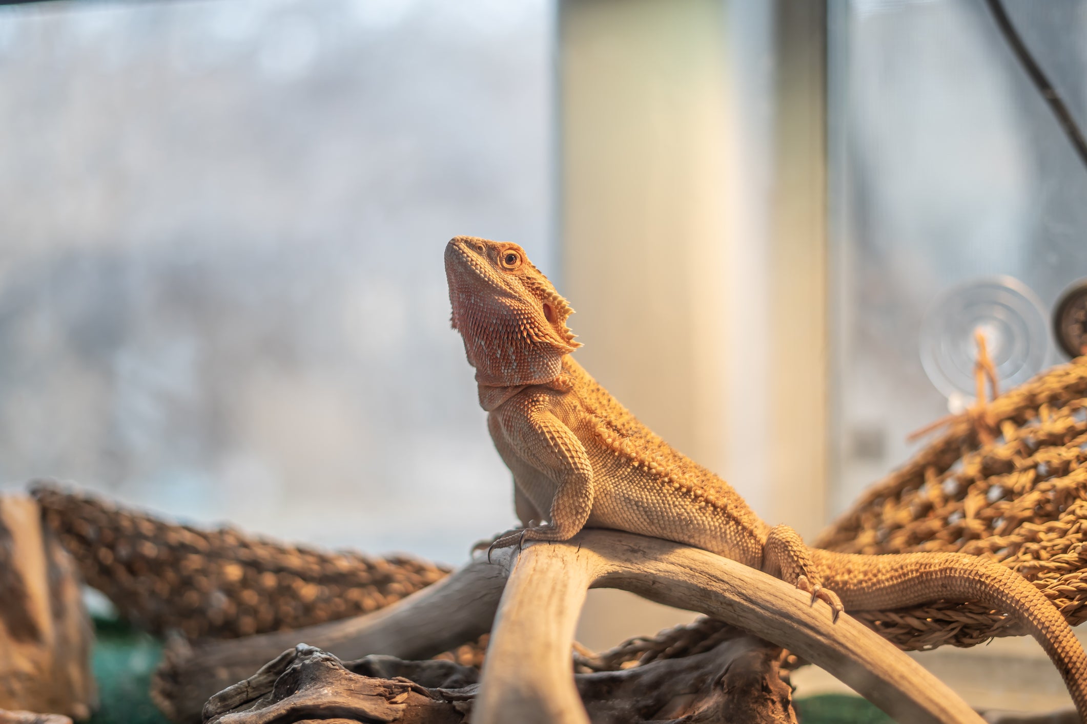 What Should A Bearded Dragon Live In? Bearded Dragon Enclosure Q&A Zen Habitats