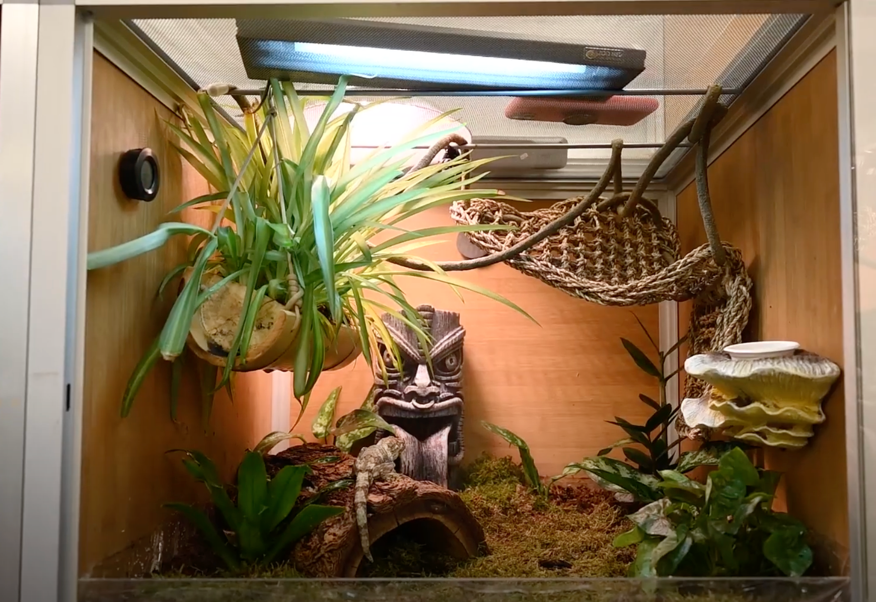 Creating A Bioactive Chahoua Gecko Habitat Zen Habitats