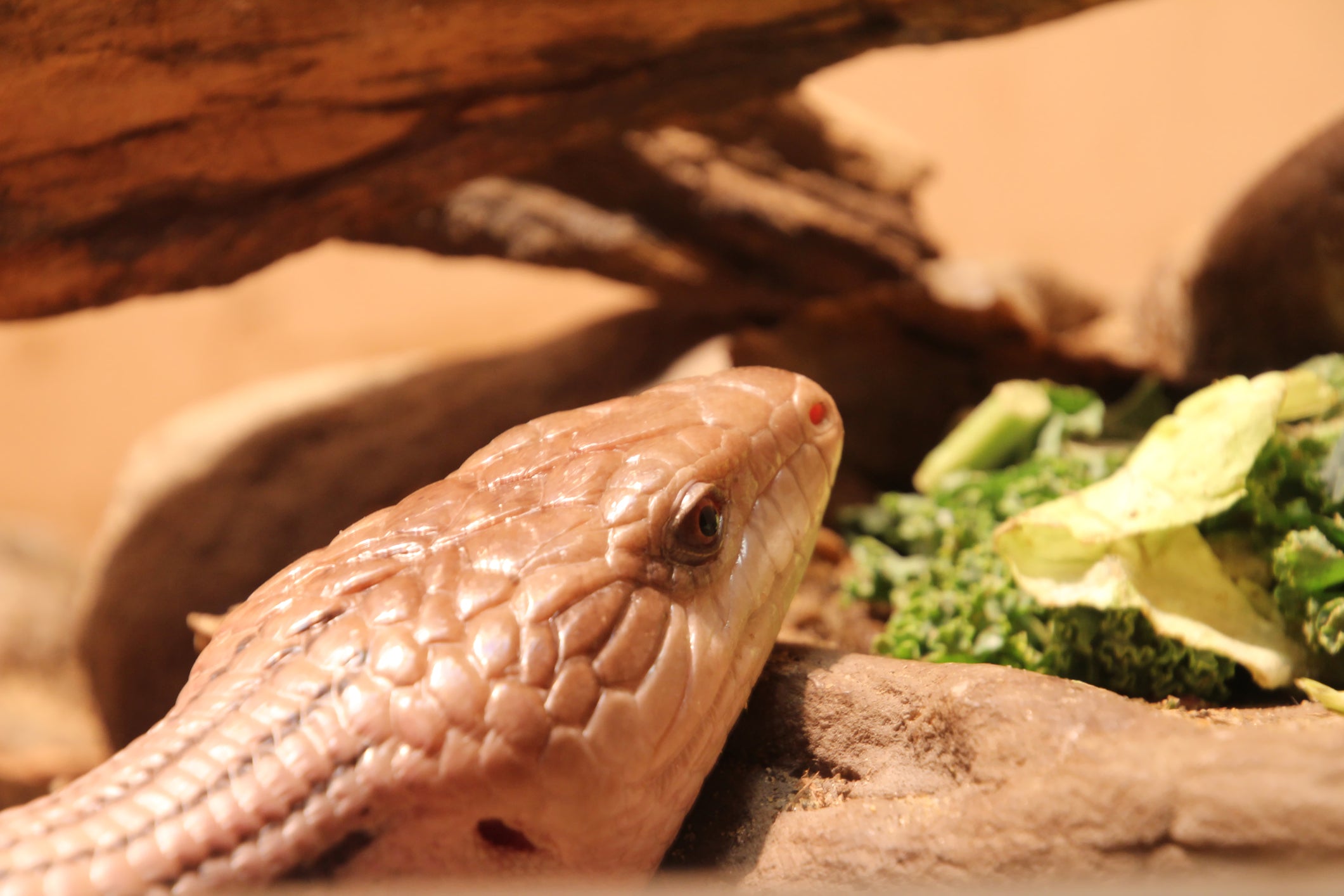 BlueTongued Skink Complete Food Guide Zen Habitats