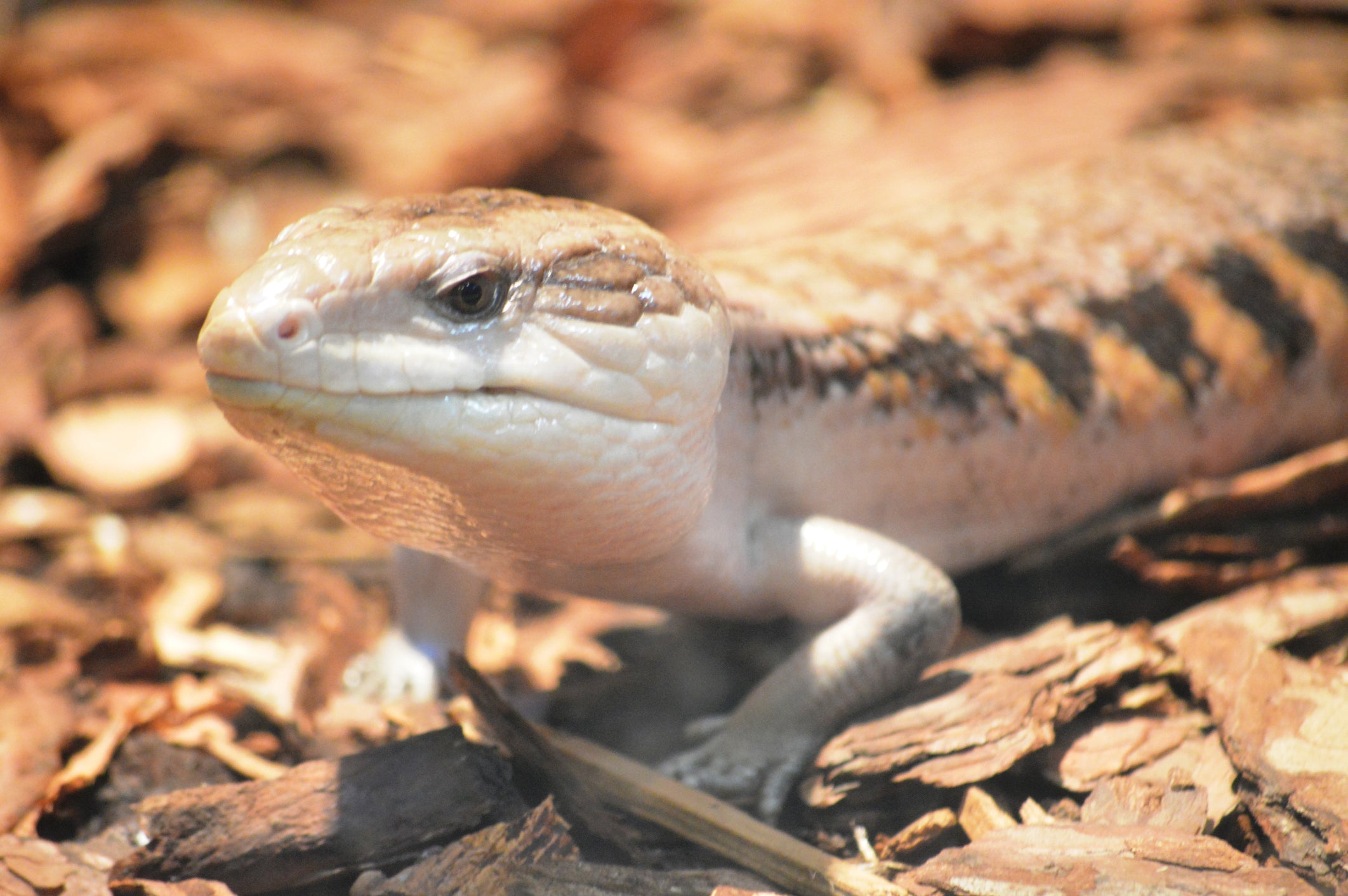 blue tongue skink substrate