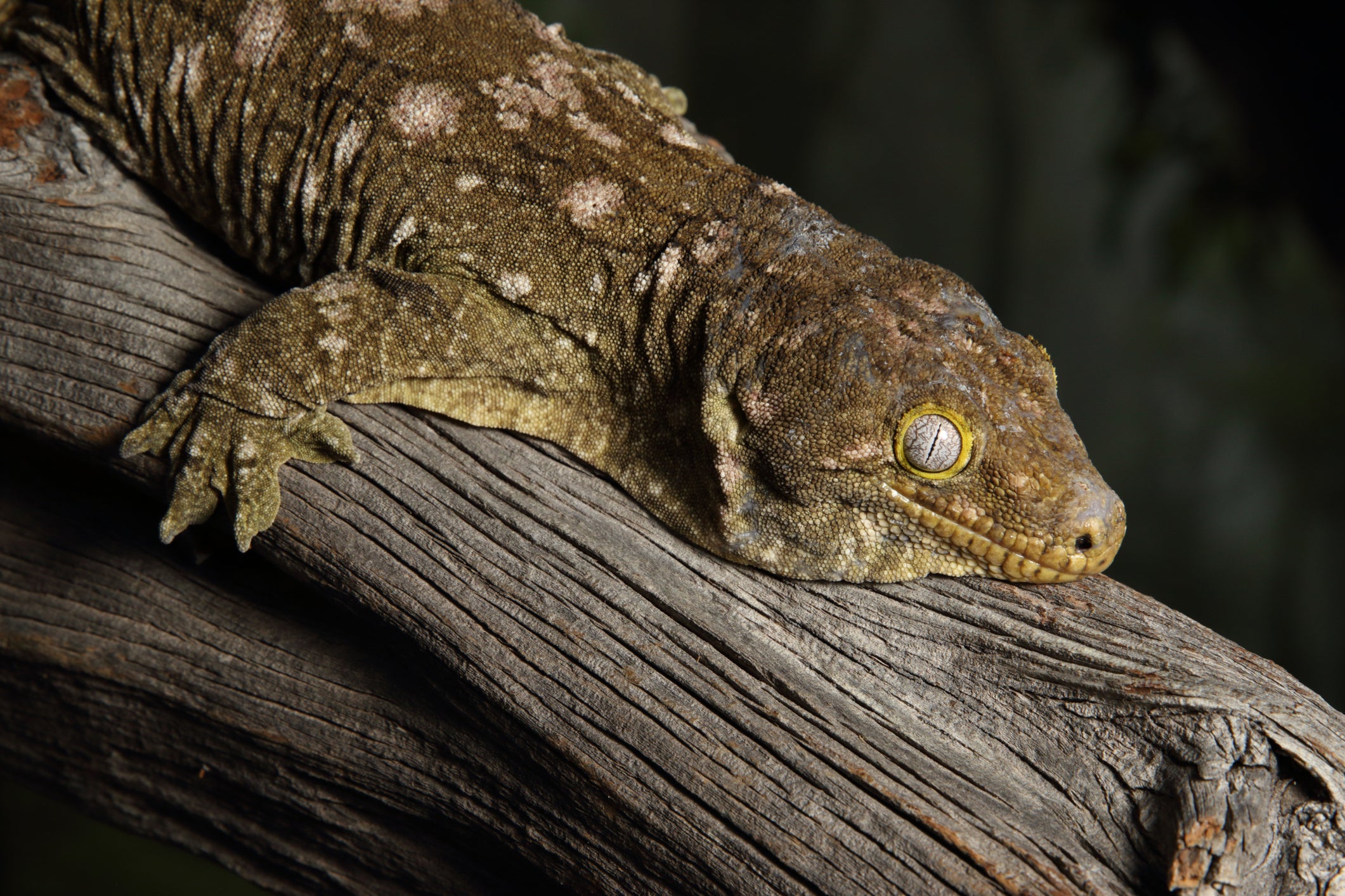 Leachianus Gecko Breeding Commonly Asked Questions Zen Habitats leachianus-gecko-breeding-commonly-asked-questions-zen-habitats