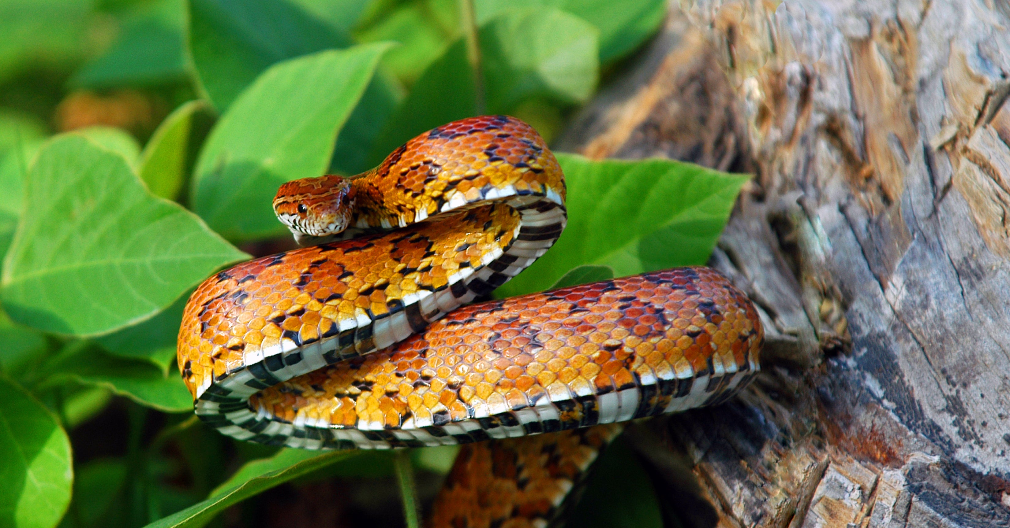 Corn deals snake shop