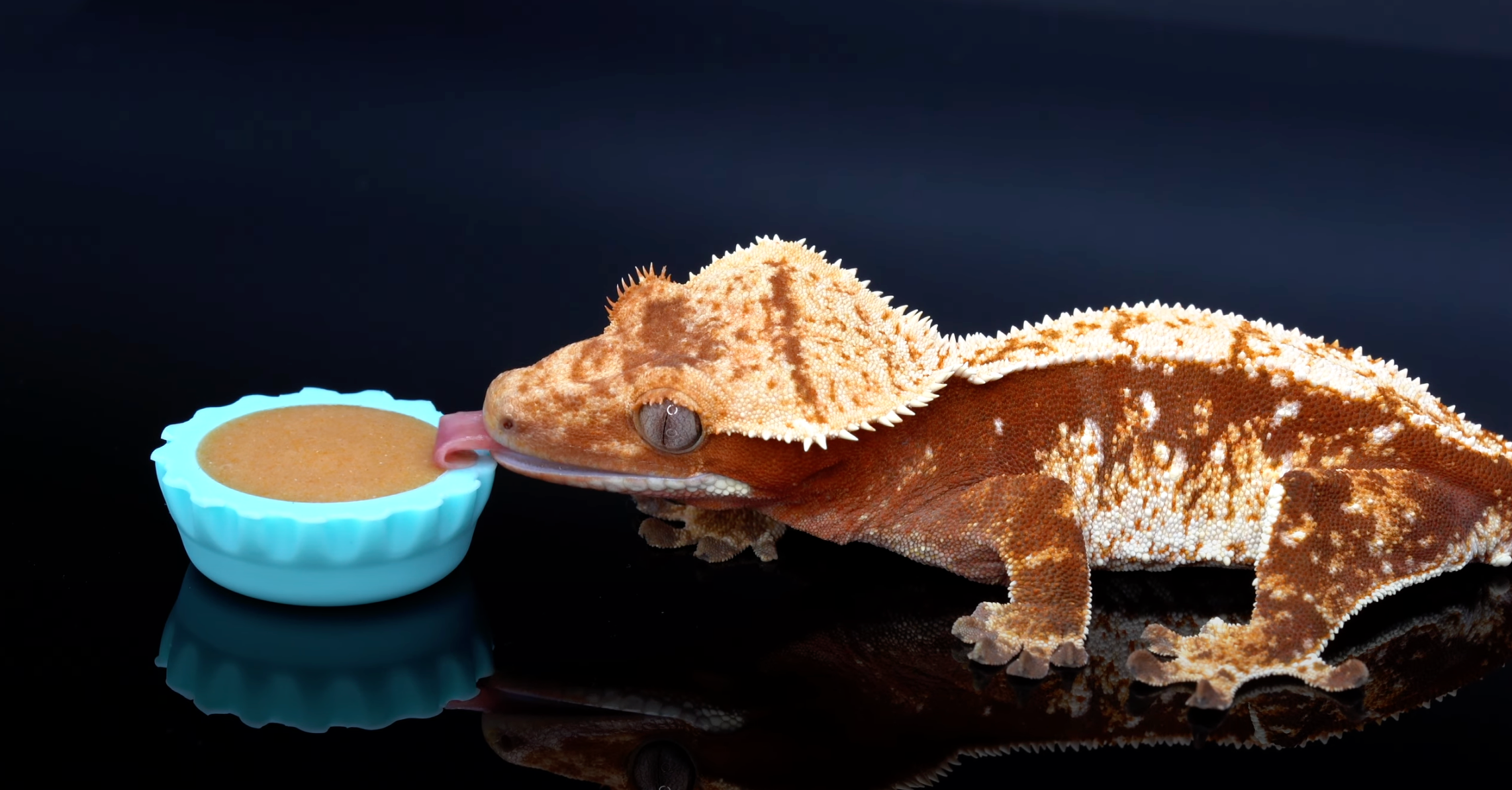Crested gecko feeding dish online