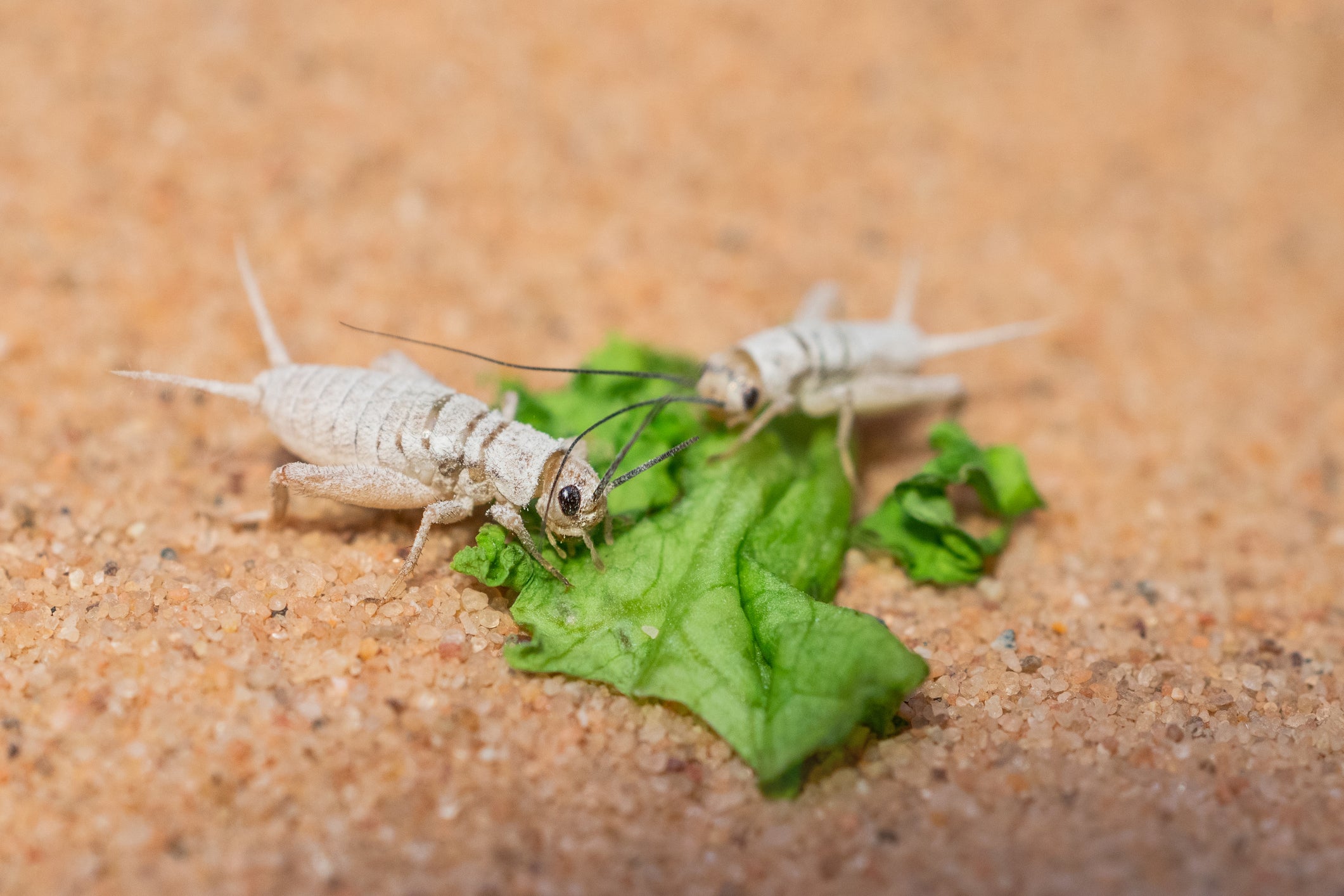 Illustration of How To Keep Crickets Calm For Gut Loading Vitamin Supplements