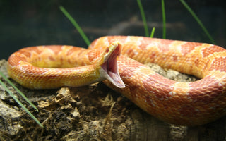 Corn Snake Ultimate Shopping List | Everything You Need to Get Started!
