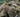 Netflix’s “Leo” | All About the Tuatara That Inspired the Movie