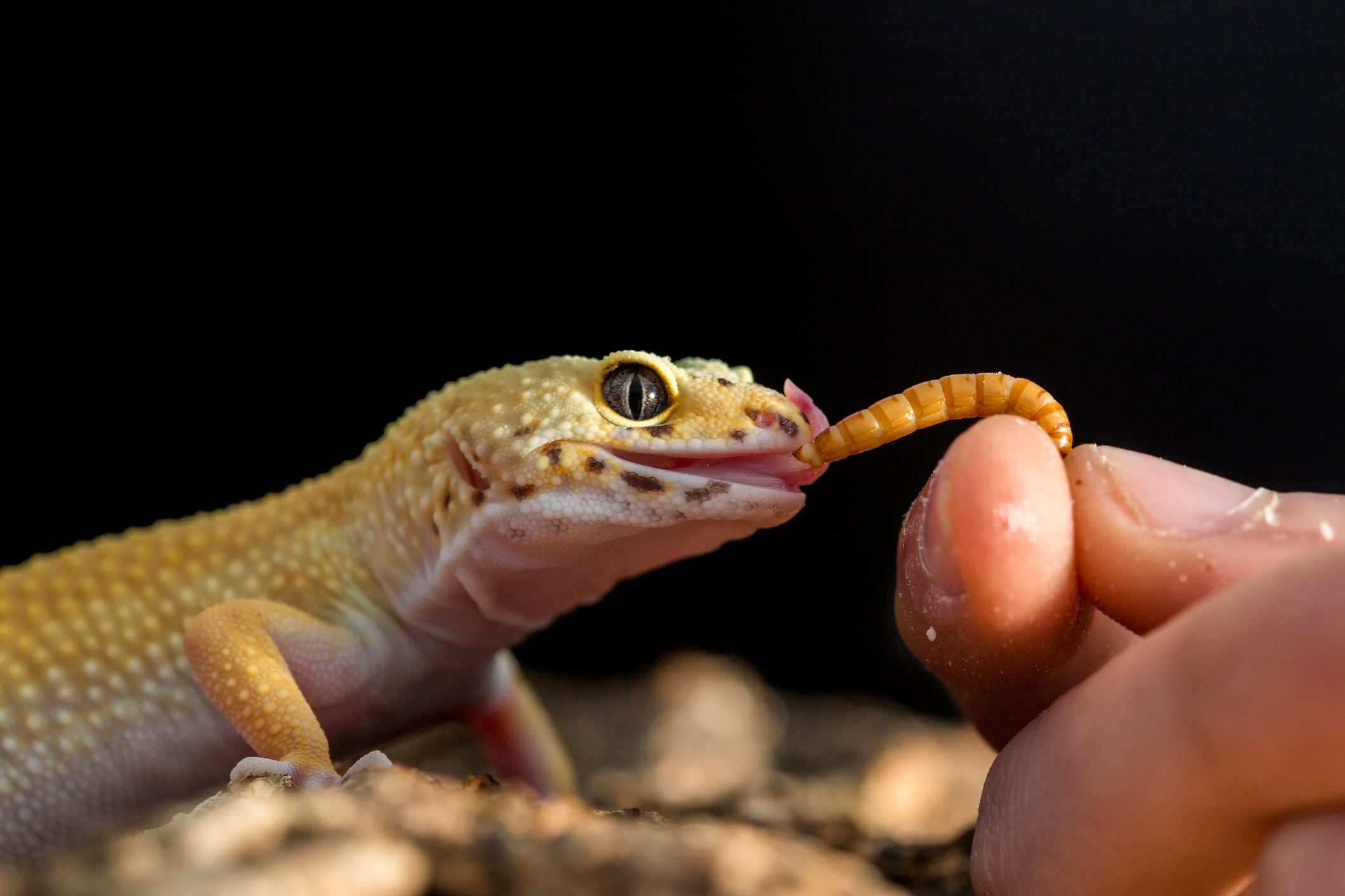 Leopard Gecko Complete Food Guide – Zen Habitats