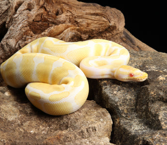 Most Popular Ball Python Morphs | Top 10 Must See!