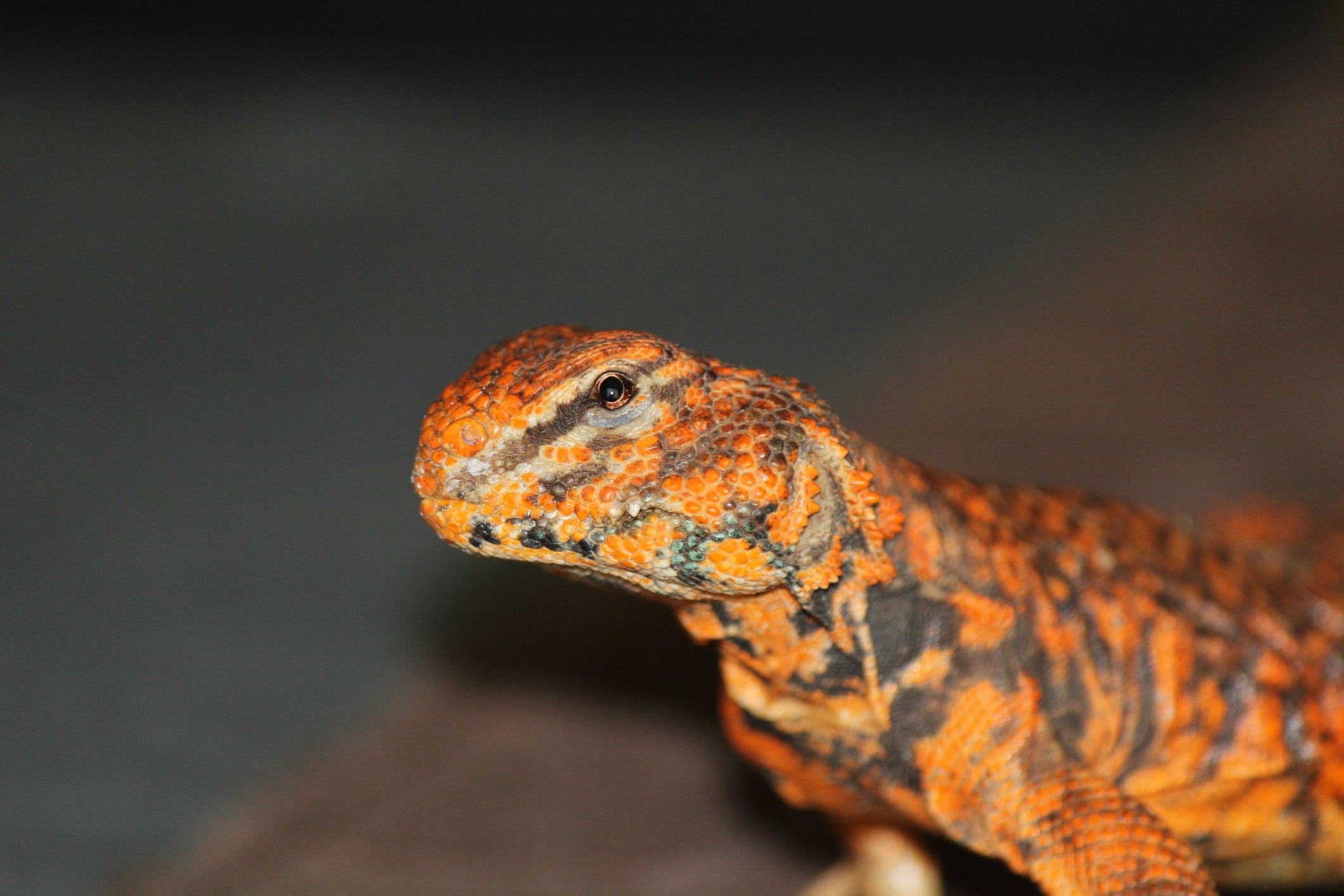 Uromastyx Ultimate Shopping List – Zen Habitats