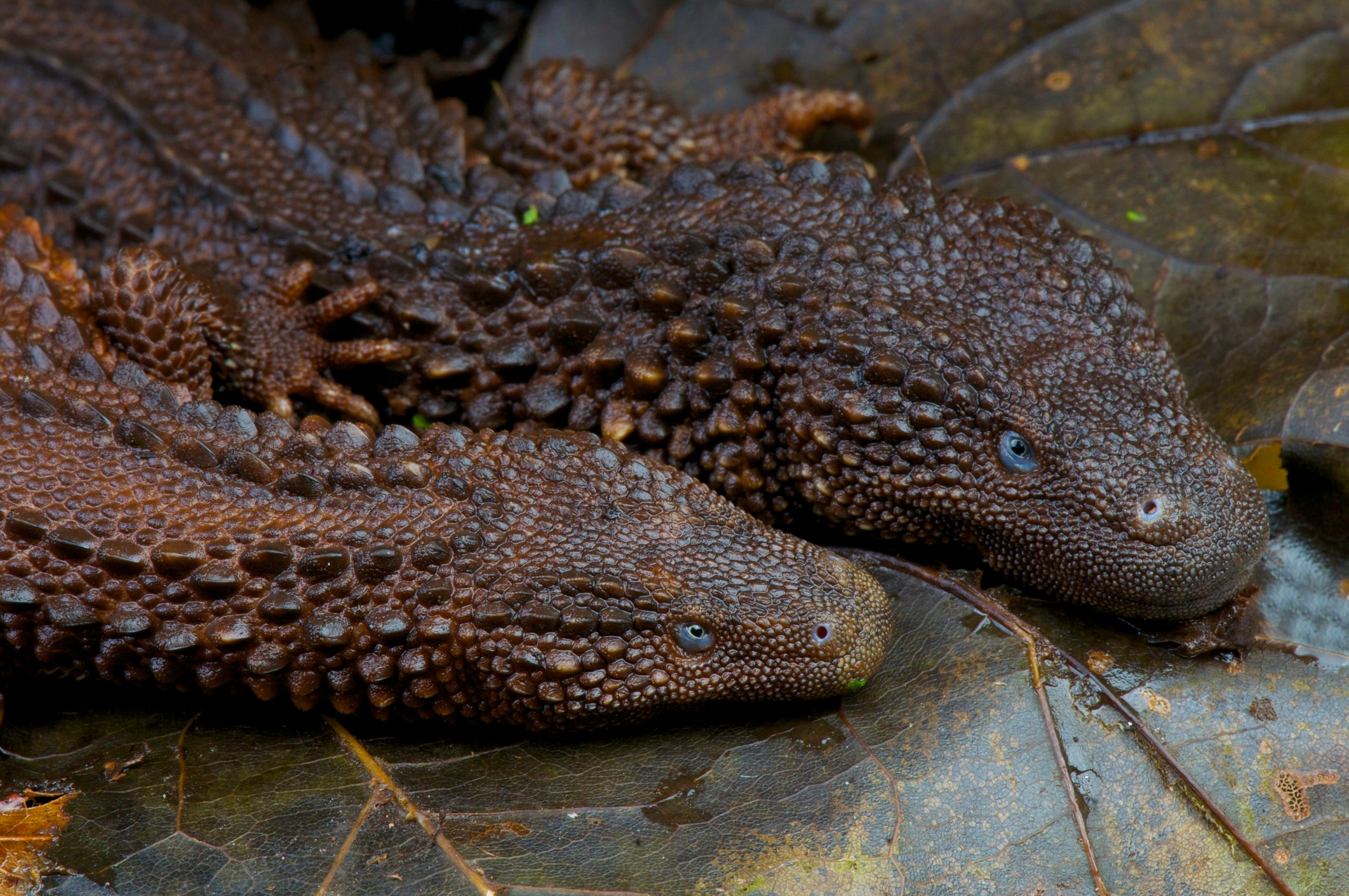 5 Rarest Sought After Reptiles From Around The World Zen Habitats 5-rarest-sought-after-reptiles-from-around-the-world-zen-habitats