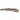 Blue-Tongued Skink