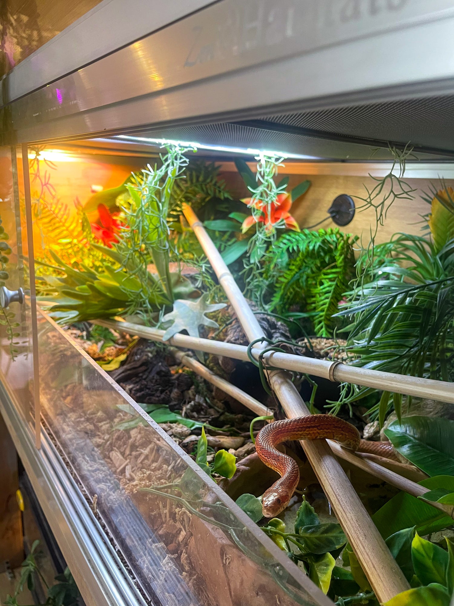 Snake inside a Zen Habitats 4x2x2 reptile enclosure