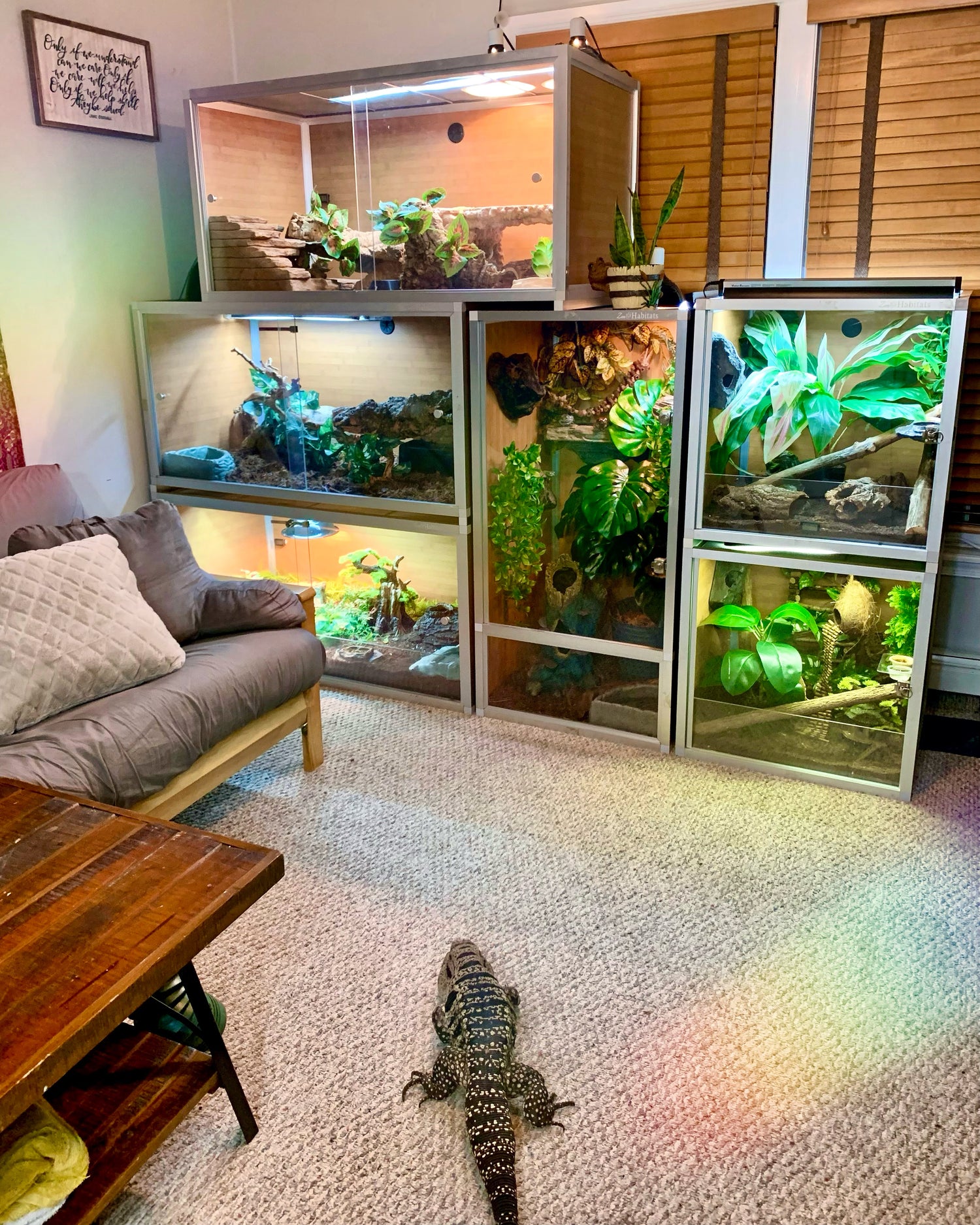 Tegu looking at a stack of Zen Habitats Reptile Enclosures