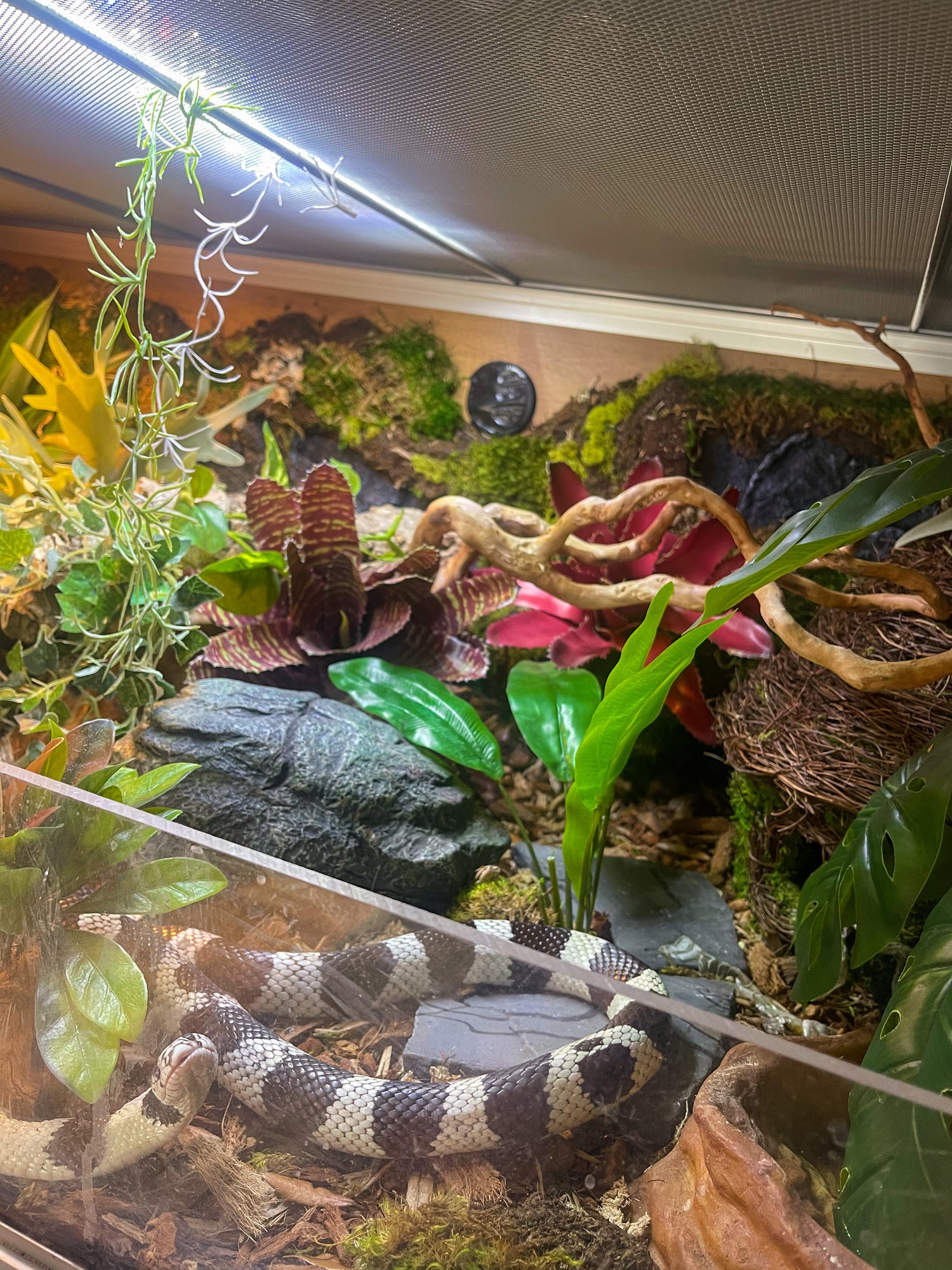 King snake inside a 4x2x2 reptile enclosure