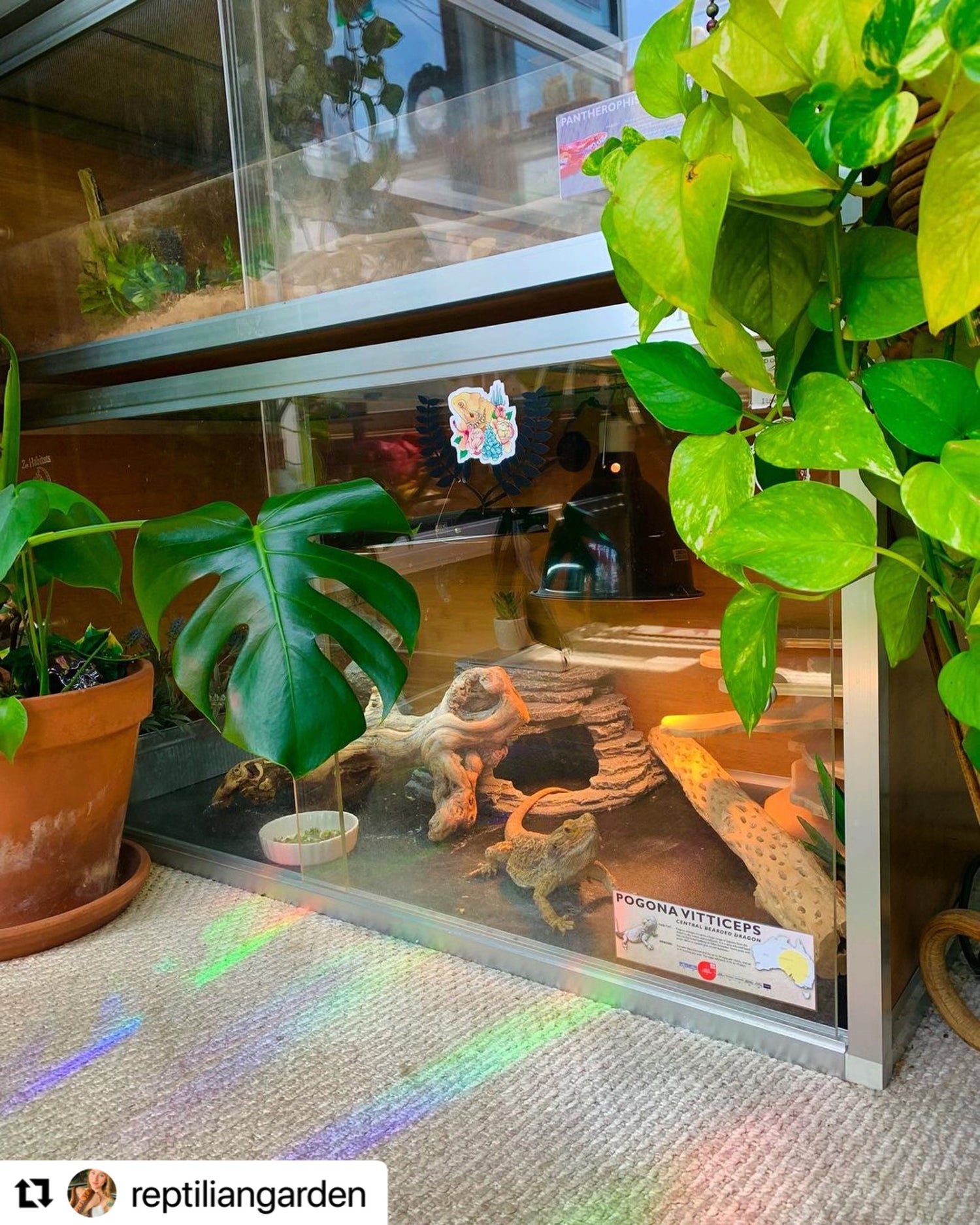 4x2x2 enclosure by Zen Habitats pictured by Tricia from Reptilian garden