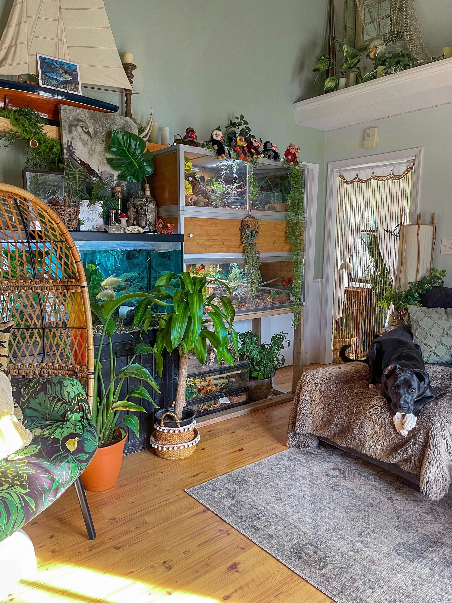 Beautiful reptile enclosure setup featuring multiple Zen Habitats reptile enclosures, Zern Habitats deluxe stacking spacers