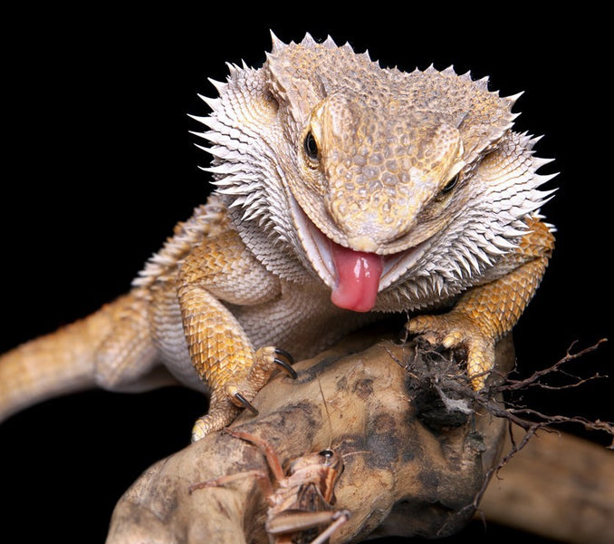 Bearded dragon on a log trying to eat a cricket
