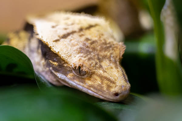 bert the crested gecko on a leaf in his 2'x2'x2' Zen Habitats PVC Reptile Enclosure