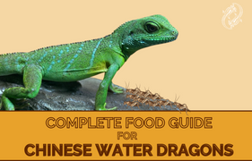 Chinese Water Dragon Complete Food Guide, Feeding Your Chinese Water Dragon