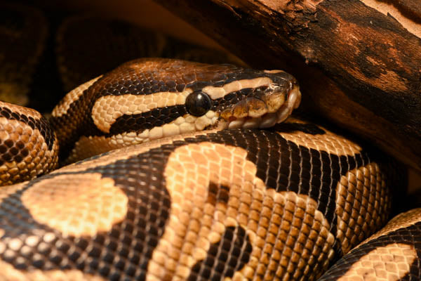 Chip the Ball Python from Zen Habitats. Chip lives in a 4'x2'x2' Ball Python Enclosure by Zen Habitats.