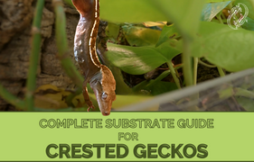 Crested Gecko Complete Substrate Guide What Is The Best Substrate For A Crested Gecko?