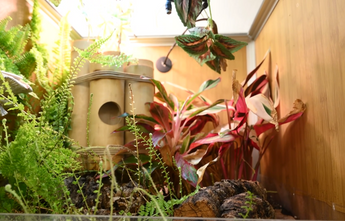 Crested Gecko enclosure reptile habitats for crested geckos