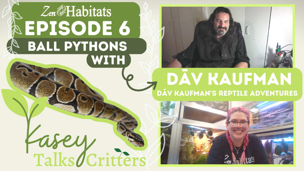 Kasey Talks Critters Episode 6 with Dāv Kaufman's Reptile Adventures - Ball Pythons