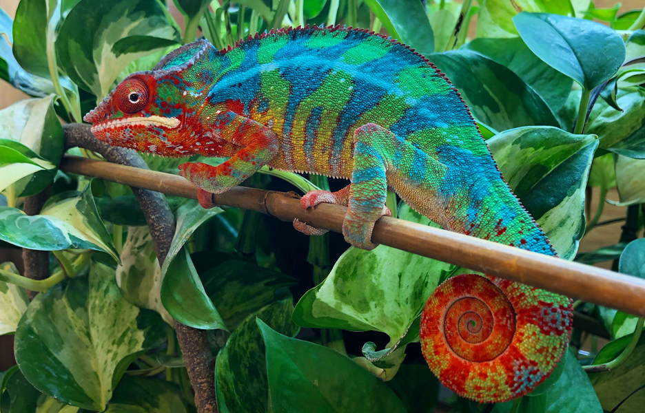 Zen Habitats ambassador pet, Kenny on a branch in his Zen Habitats 4'x2'x4 Meridian PVC Enclosure