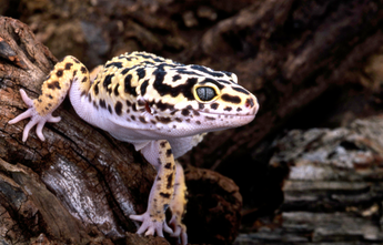 leopard gecko in wild, Zen Habitats leopard gecko common questions, food guide, lighting and heating guide, leopard gecko substrate guide