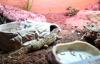 leopard gecko bioactive substrate, leopard gecko loose substrate, leopard gecko enclosure by Zen Habitats
