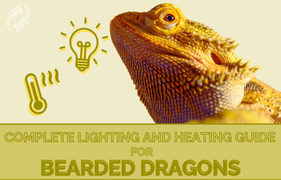 Bearded Dragon Complete Lighting and Heating Guide