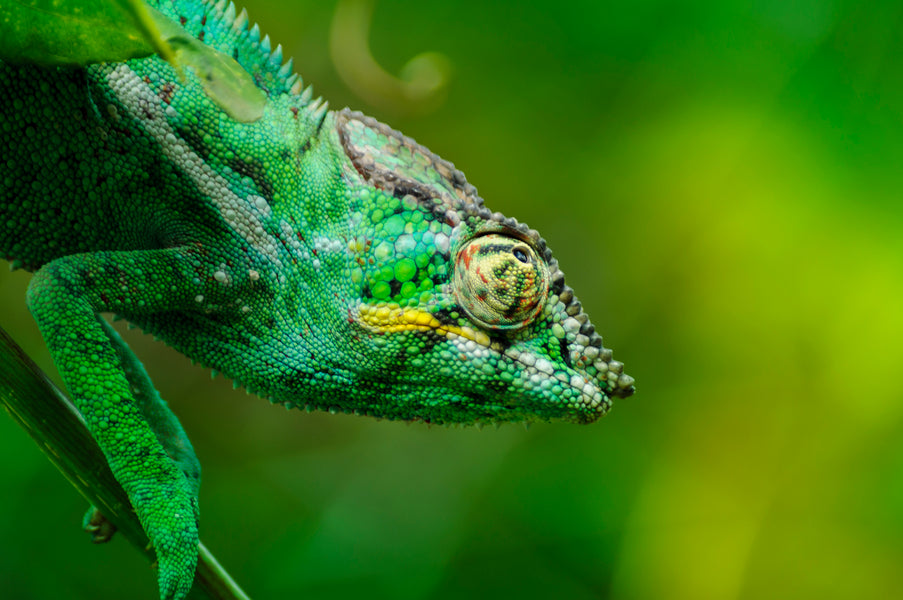 panther chameleon on a vine with green background. Zen Habitats creates reptile enclosures that house panther chameleons and other arboreal species