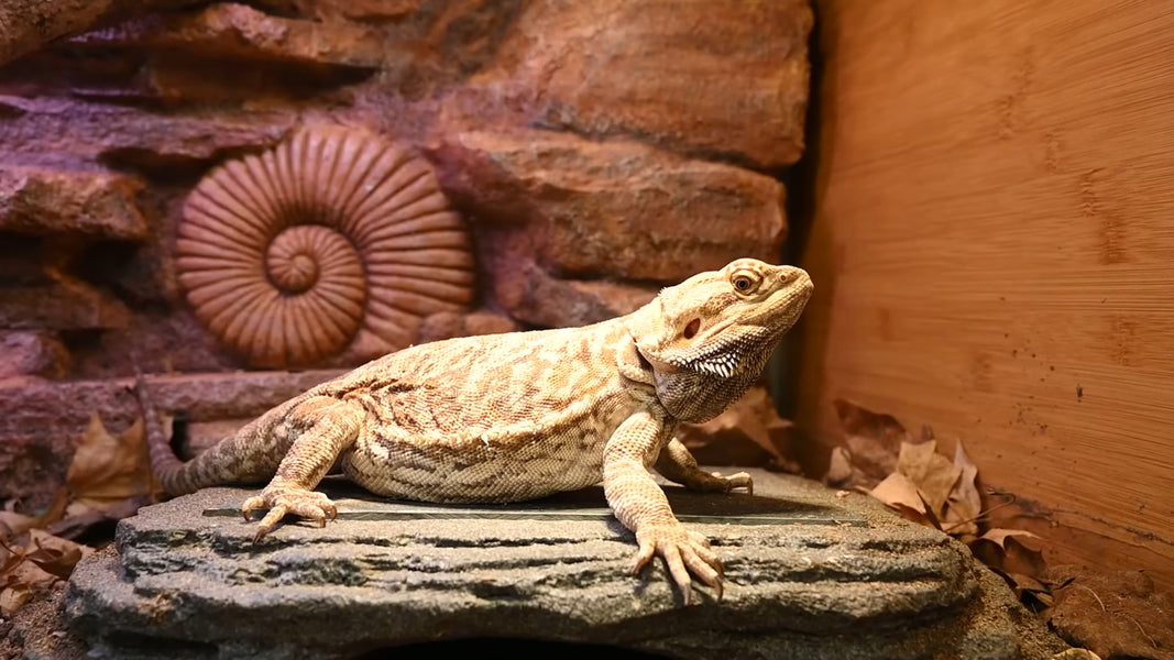 Tai the bearded dragon in a Zen Habitats 4x2x2 Reptile Enclosure, sitting on a Zen Cave by Zen Habitats. The Zen Habitats Zen Background can also be seen.