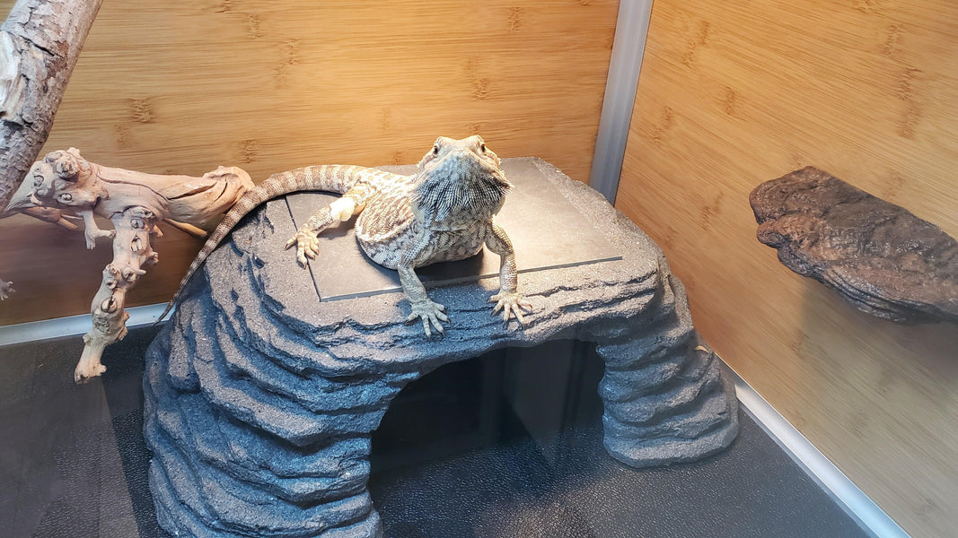 bearded dragon sitting on zen cave, slate rock and basking platform in one. Bearded dragon in a Zen Habitats 4'x2'x2' enclosure