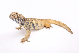 Uromastyx on a white background