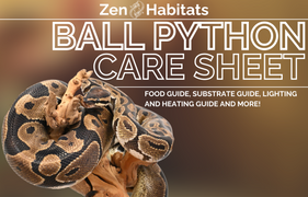 A detailed care sheet for ball pythons by Zen Habitats, offering a comprehensive guide on proper husbandry, nutrition, and environmental requirements for optimal care and well-being.