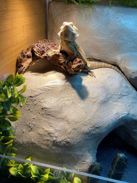 bearded dragon in a zen habitats 4'x2'x'2' enclosure for bearded dragons