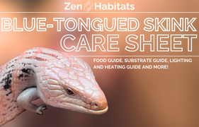 A detailed care sheet for blue tongued skinks by Zen Habitats, offering a comprehensive guide on proper husbandry, nutrition, and environmental requirements for optimal care and well-being.