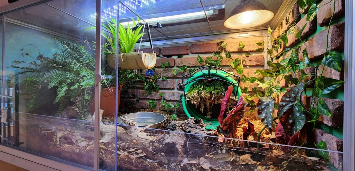A Zen Habitats 4'x2'x'2 PVC enclosure for a carpet python