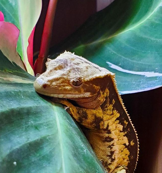 crested geckos on a leaf in a 2'x2'x2' PVC Zen Habitats Reptile Enclosure