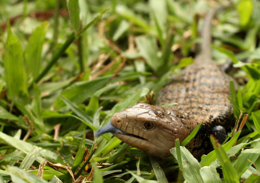 blue tounged skink in the wild. Zen Habitats show, beyond the care sheets where we interview reptile professionals. Zen Habitats makes reptile enclosures for blue tongued skinks. Zen Habitats 4x2x2 for blue tongued skinks