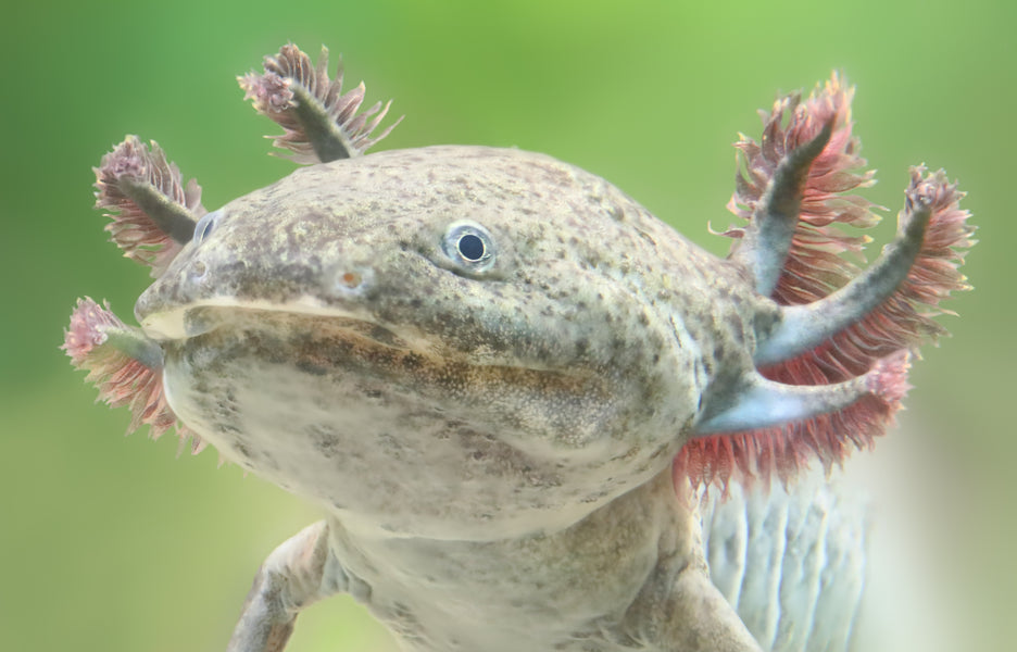 closeup of an axolotl
